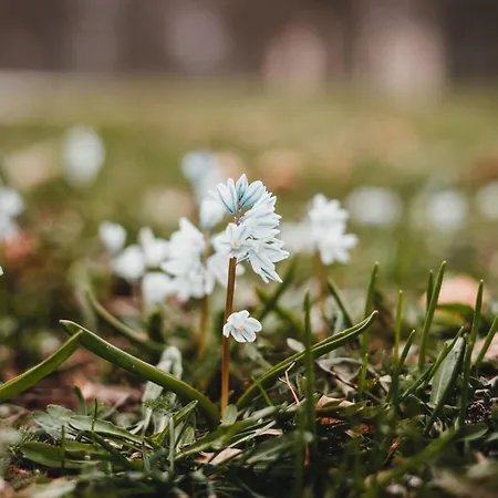Ulmer Spatzennest Apartment