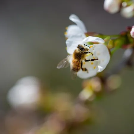 Ulmer Spatzennest * Ulm