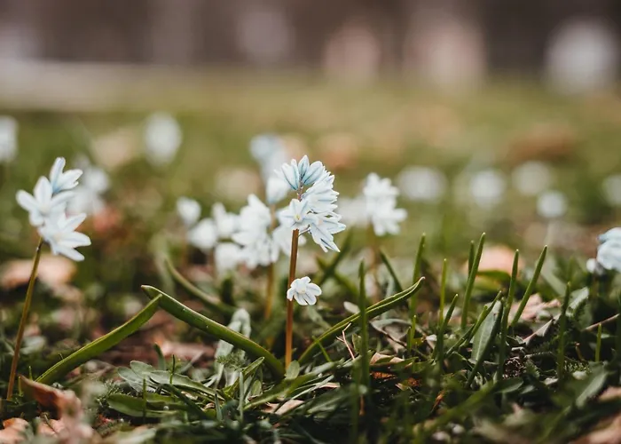 Ulmer Spatzennest Apartment