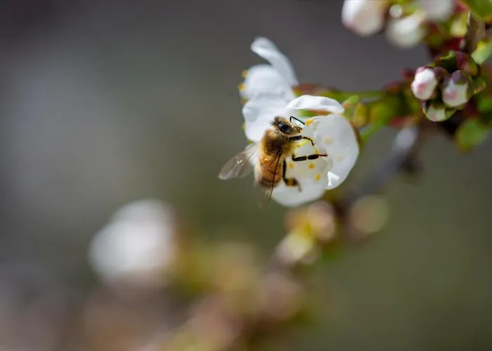 Ulmer Spatzennest * Ulm